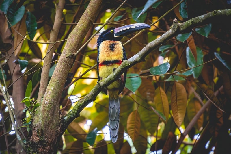 collared aracari toucan in la fortuna costa rica
