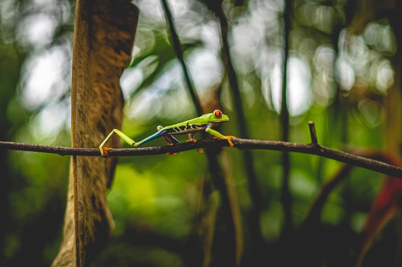 tree frog at wildlife sanctuary in la fortuna